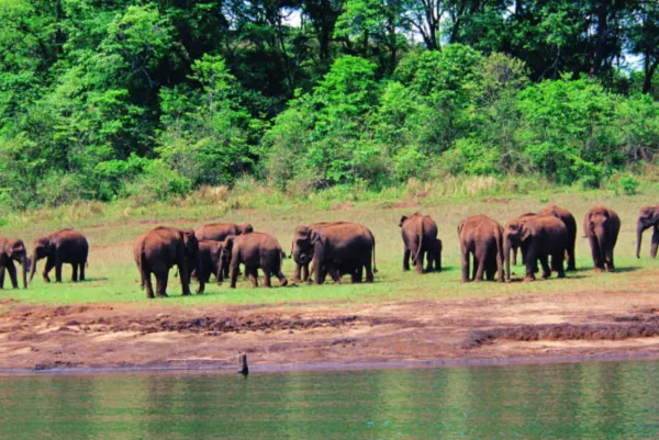 Kerala Complete Escape: Munnar, Thekkady & Alleppey 3